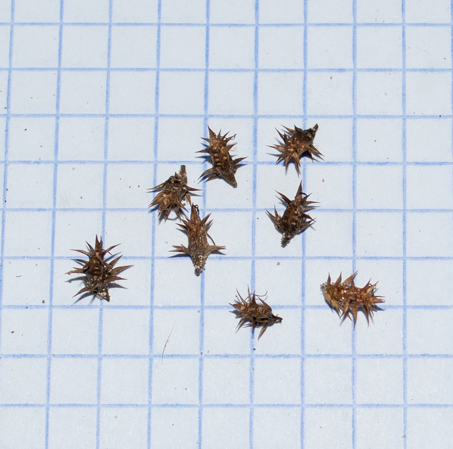 Image of Ambrosia chamissonis specimen.