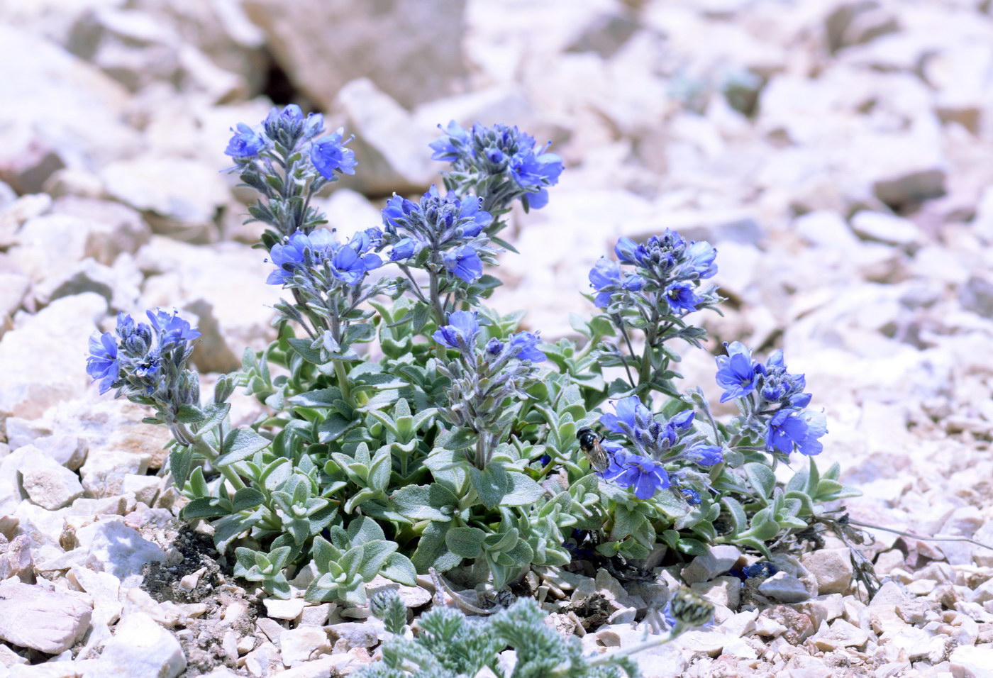 Image of Veronica luetkeana specimen.