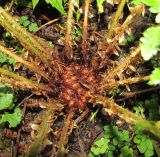 Polystichum polyblepharum