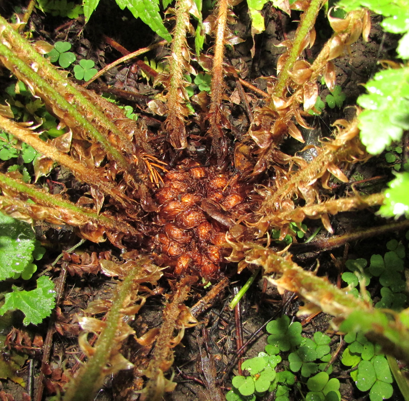 Изображение особи Polystichum polyblepharum.