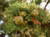 Cupressus sempervirens. Часть ветви с шишками. Болгария, Бургасская обл., г. Поморие, набережная, в культуре. 17.09.2021.