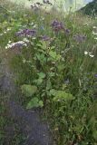 род Arctium. Цветущее растение. Чечня, Шаройский р-н, юго-восточный склон горы Чархунышкорт, выс. 2100 м н.у.м, граница дороги и луга. 7 августа 2023 г.