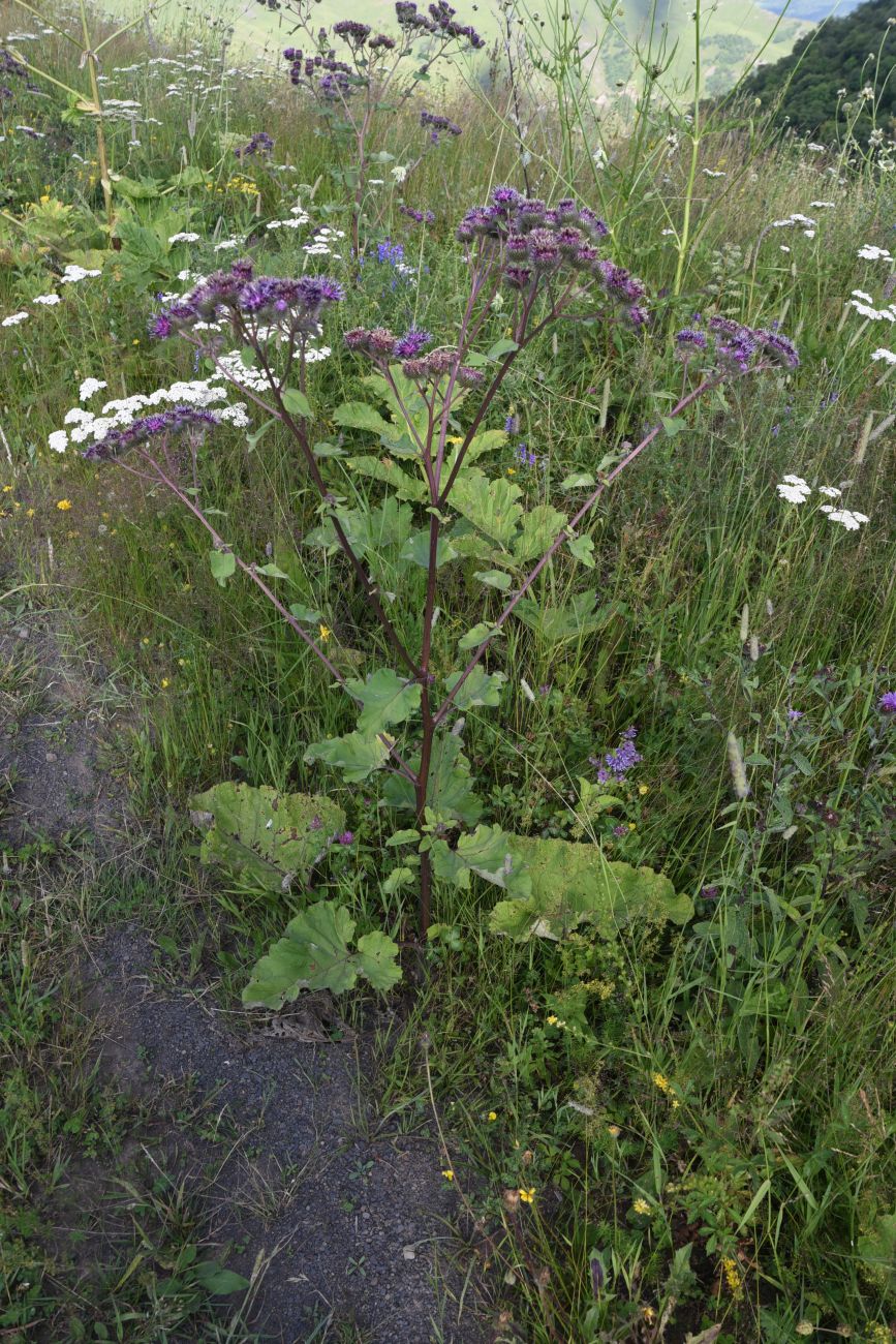 Image of genus Arctium specimen.