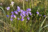 Campanula rotundifolia