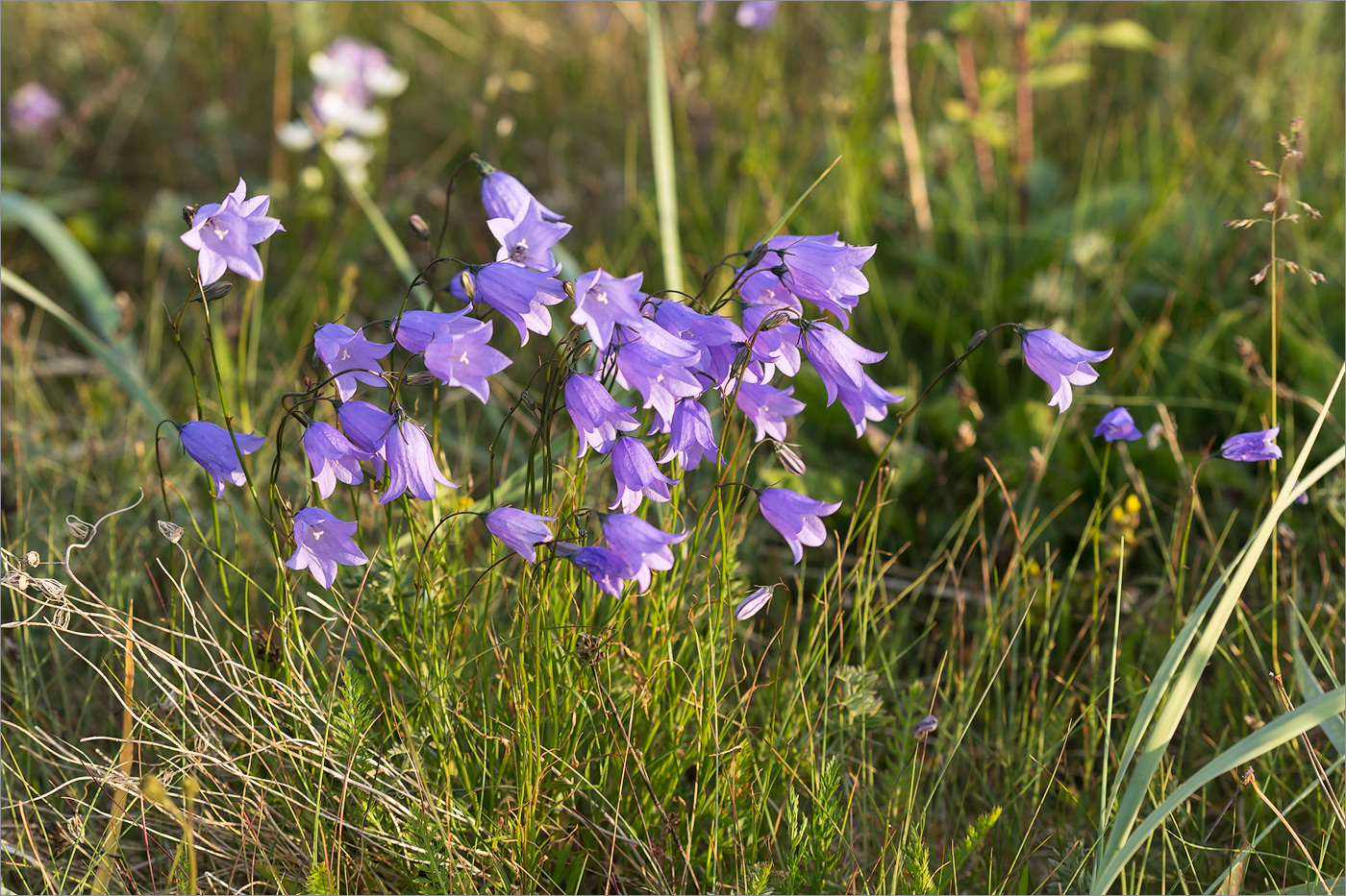 Изображение особи Campanula rotundifolia.