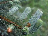 Picea pungens форма glauca. Ветвь с молодыми побегами. Владивосток, Ботанический сад-институт ДВО РАН. 26 мая 2007 г.