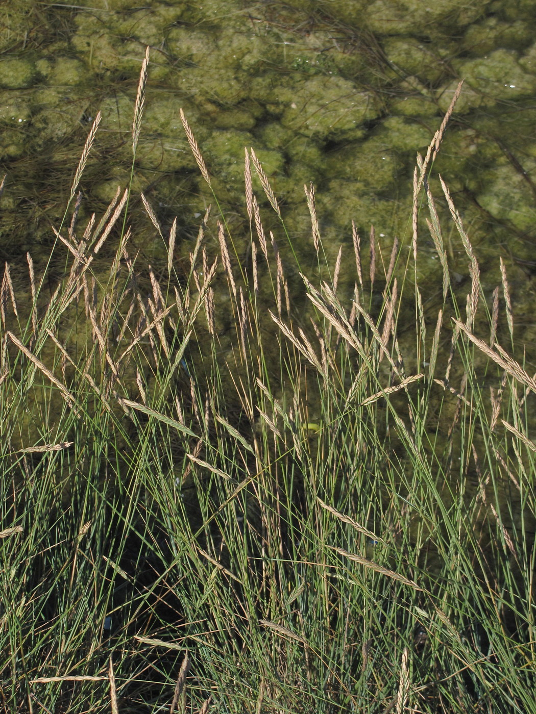 Image of Elytrigia atherica specimen.