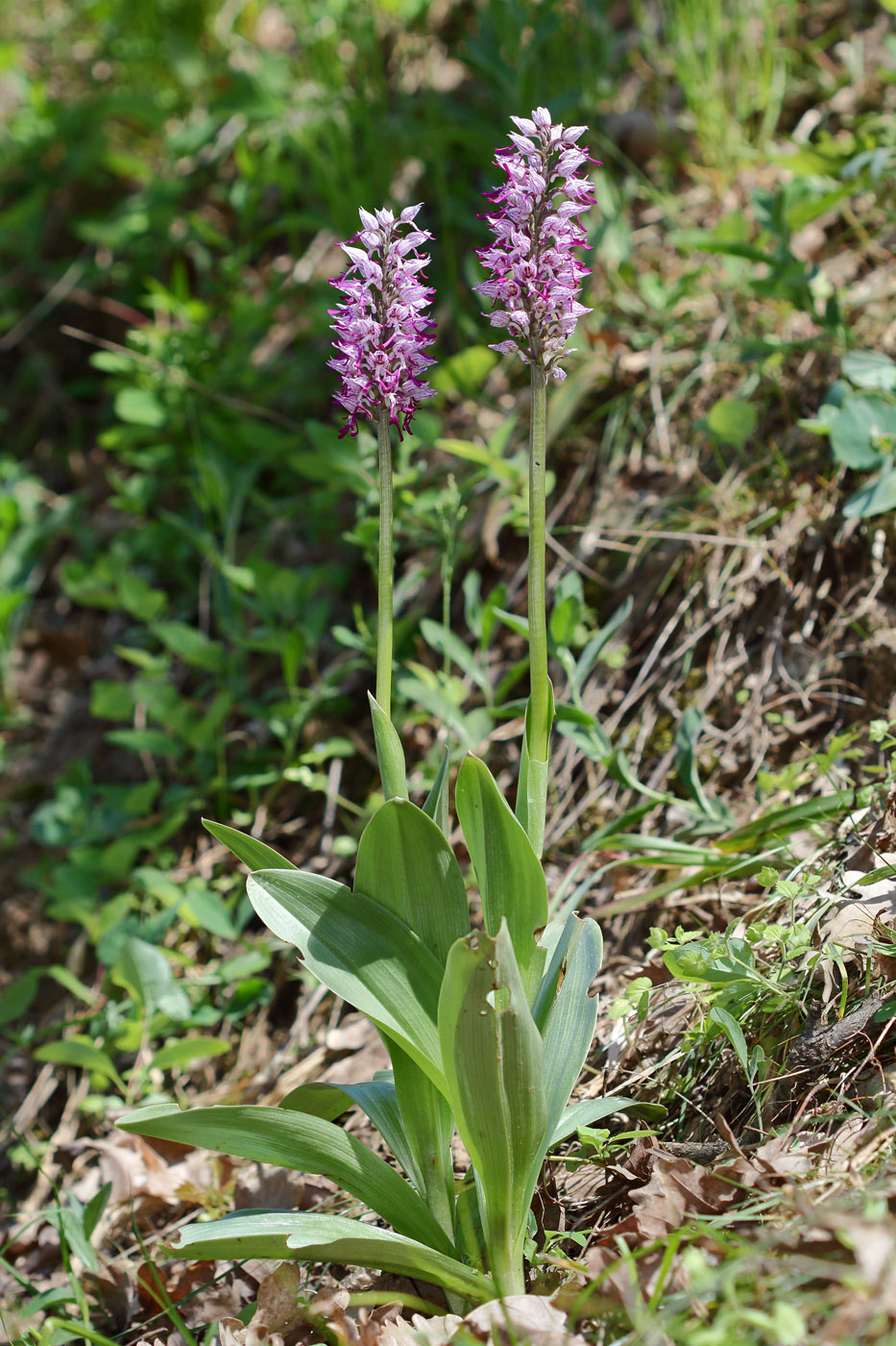 Image of Orchis simia specimen.