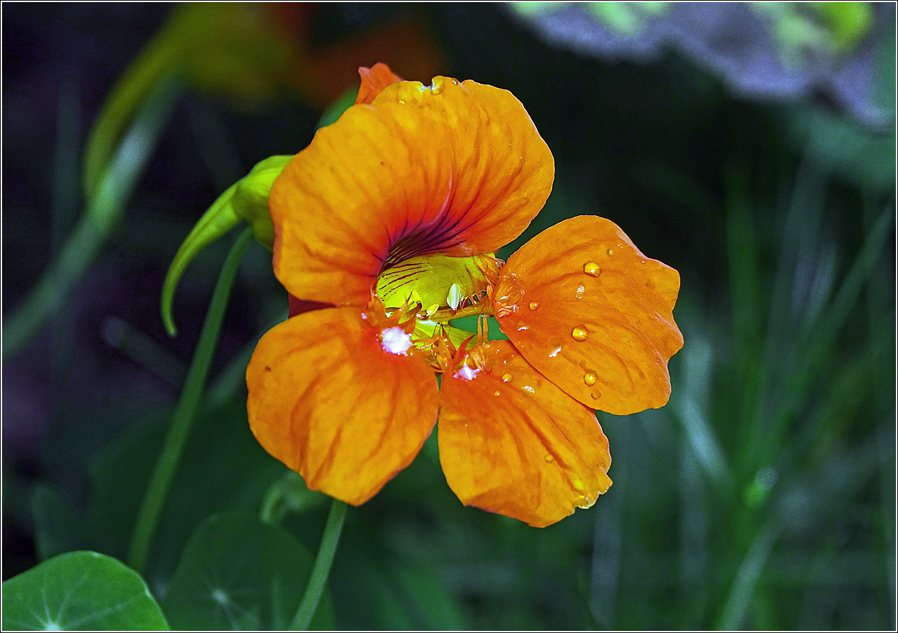 Изображение особи Tropaeolum majus.