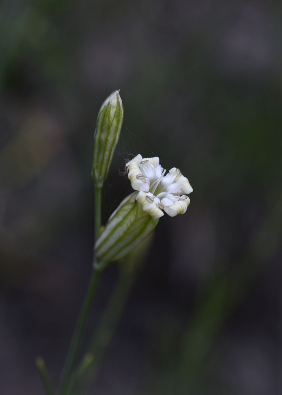 Image of Silene linearifolia specimen.