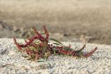 Rumex ucranicus. Плодоносящее растение. Нижегородская обл., Володарский р-н; берег р. Ока, песчаная коса. 15.09.2023.