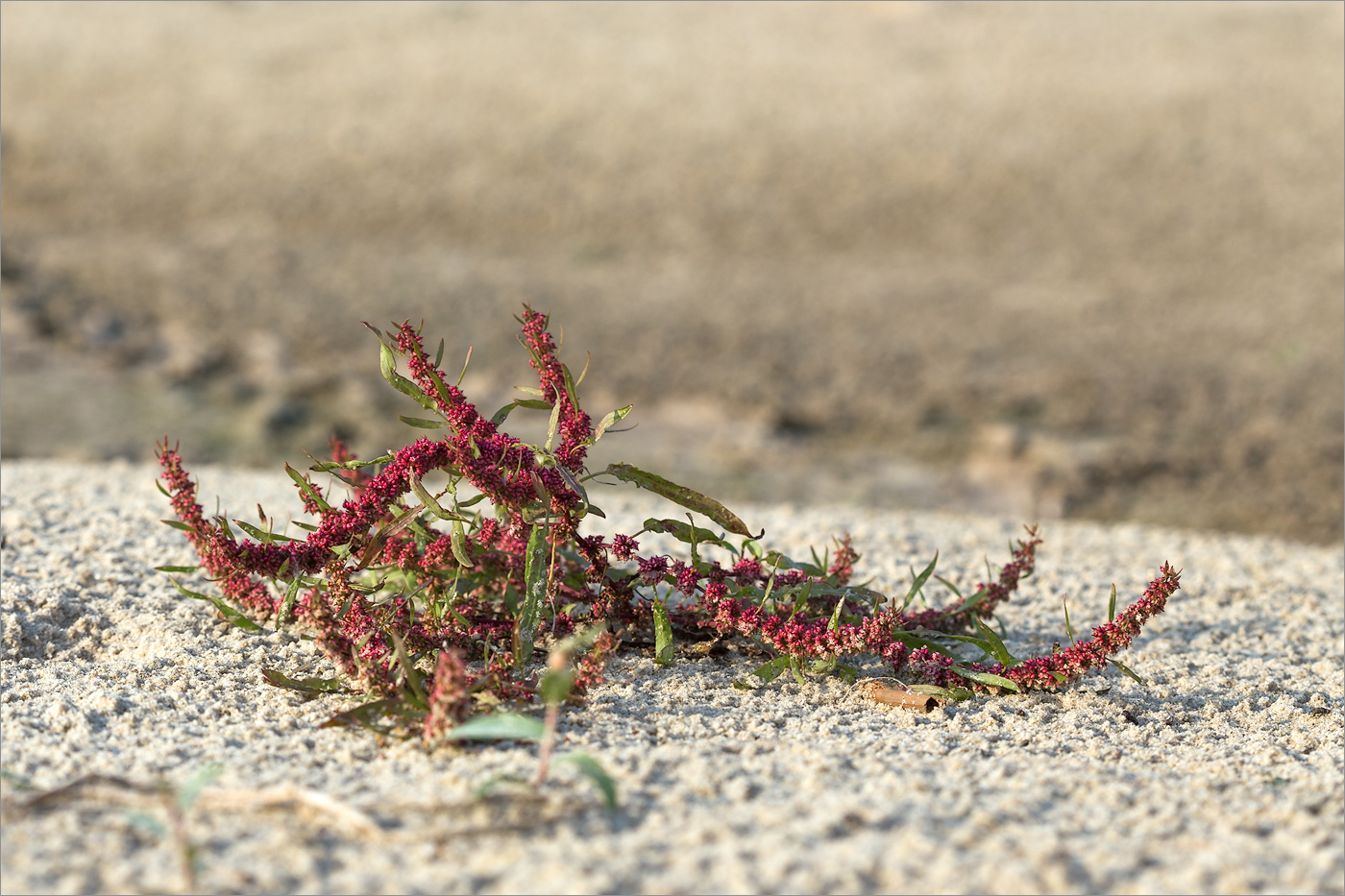 Изображение особи Rumex ucranicus.