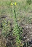 Oenothera depressa