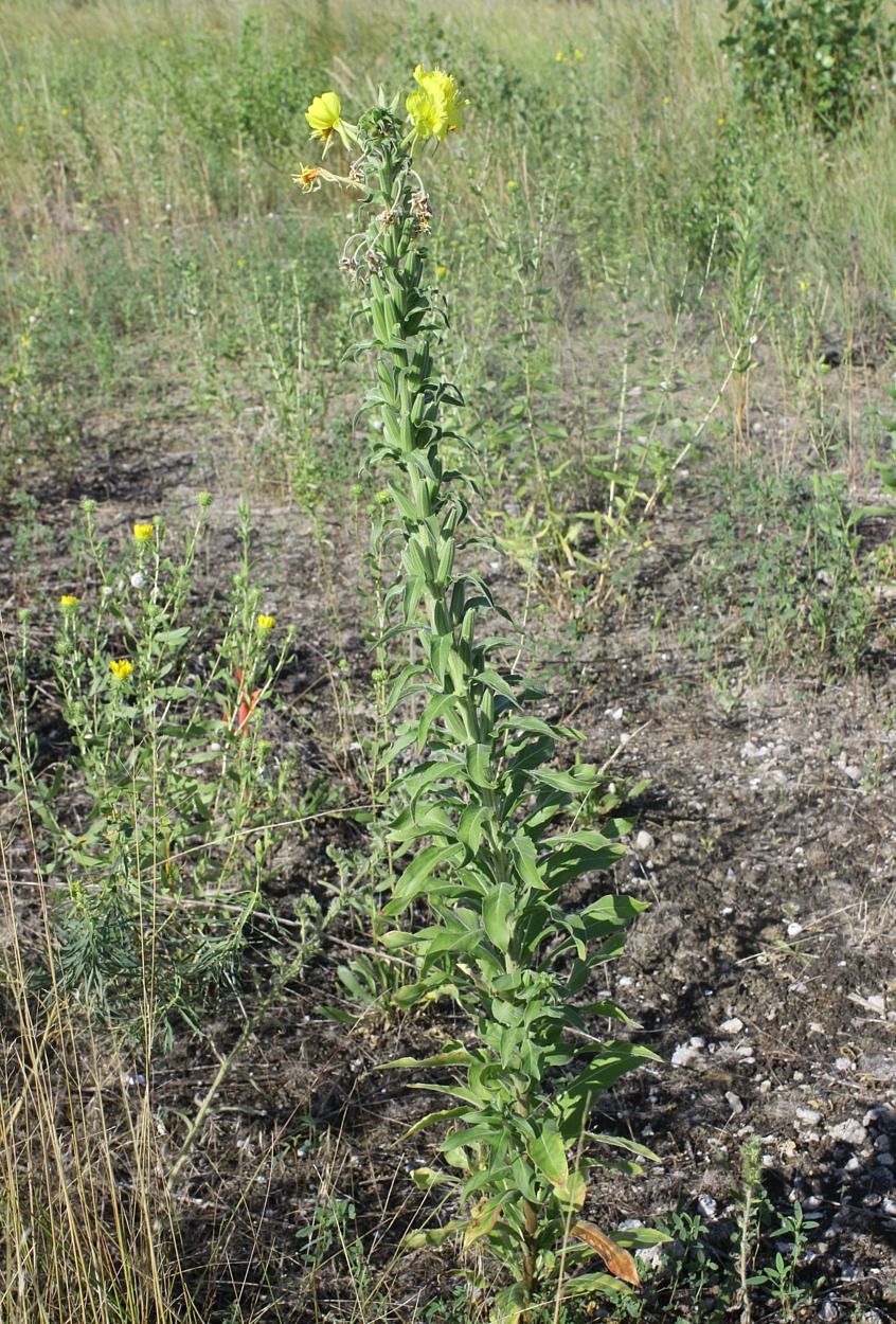 Image of Oenothera depressa specimen.