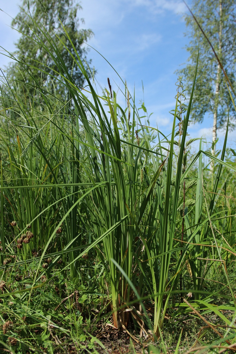 Image of Carex acuta specimen.