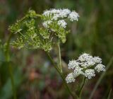 Chaerophyllum prescottii