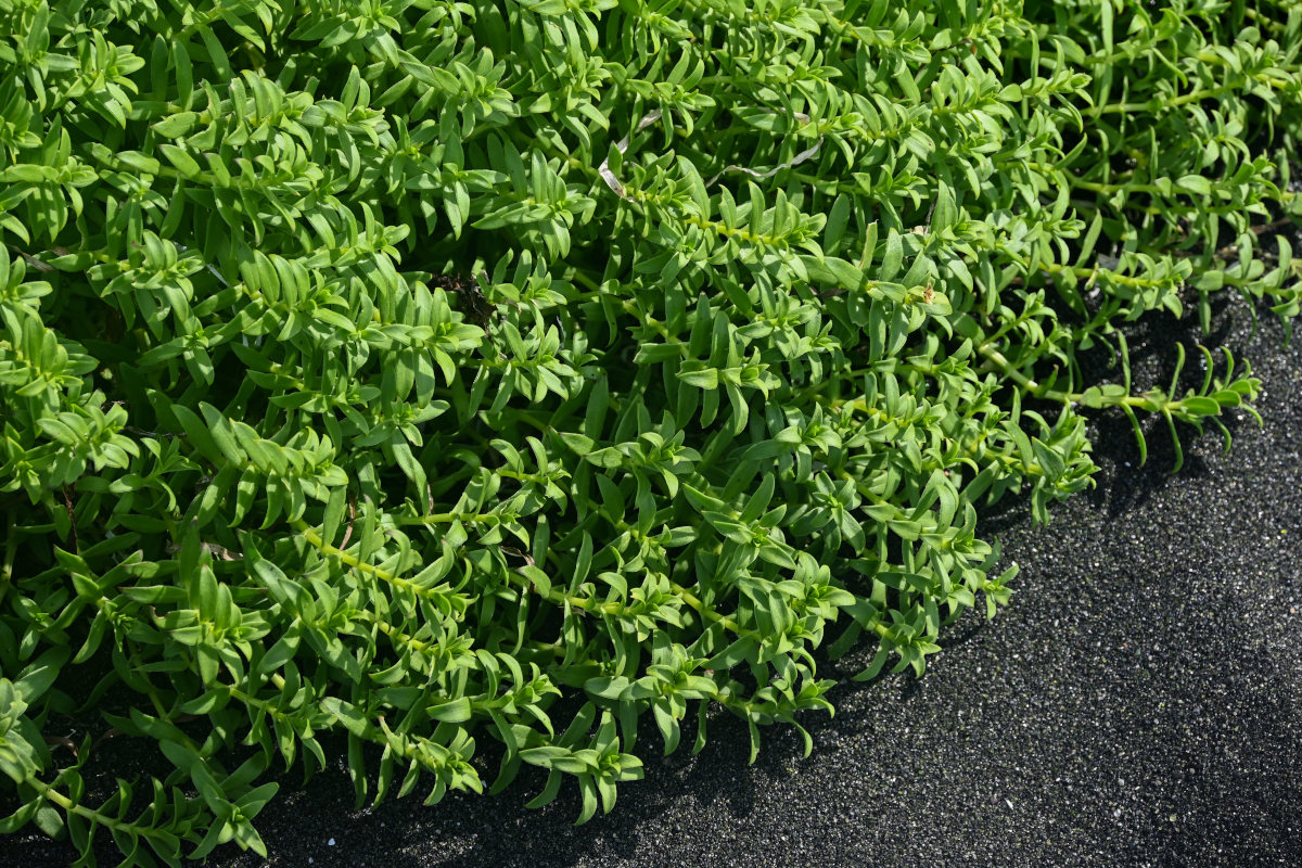 Изображение особи Honckenya peploides ssp. major.