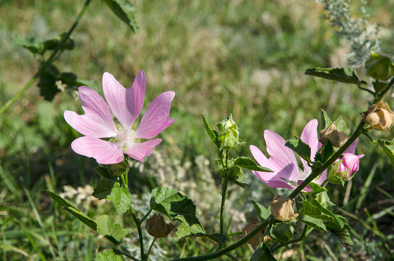 Image of Malva thuringiaca specimen.