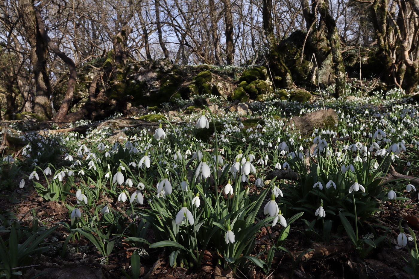 Image of Galanthus plicatus specimen.