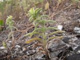 Sideritis montana