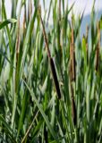 genus Typha. Соплодие, отцветшее соцветие и верхушки листьев. Чечня, Итум-Калинский р-н, окр. с. Ведучи, ≈ 1500 м н.у.м., топкий участок луга у подножия крутого каменистого склона. 27.07.2022.