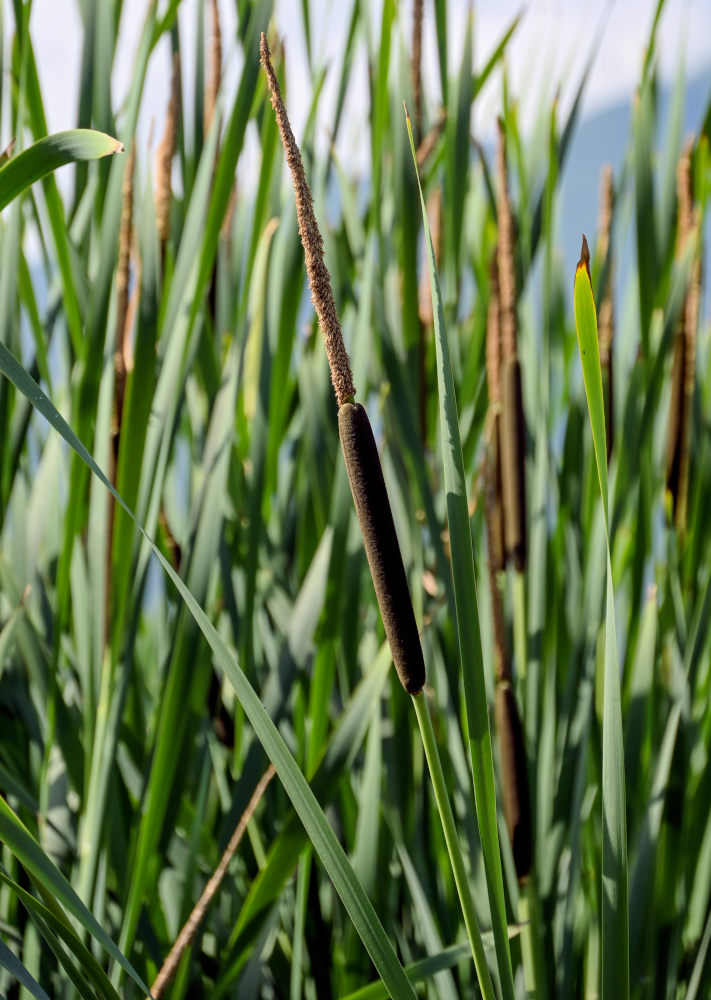 Image of genus Typha specimen.