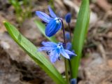 Scilla siberica. Верхушка цветущего растения. Беларусь, Минская обл., Мядельский р-н, национальный парк \"Нарочанский\", окр. дер. Боровые, в низменном влажном месте бора возле лесной дороги. 02.04.2024.