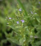 Veronica anagallis-aquatica. Верхушка цветущего растения. Абхазия, Гагрский р-н, с. Лдзаа, сырой луг. 13.04.2024.