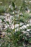 Phlomoides septentrionalis. Цветущее растение. Казахстан, Алматинская обл., Чу-Илийские горы, уроч. Тамгалы, сложенный известняками каменистый склон. 2 мая 2024 г.