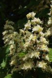 Aesculus hippocastanum. Соцветие. Беларусь, Витебская обл., г. Лепель, Ленинская ул., в озеленении. 03.05.2024.