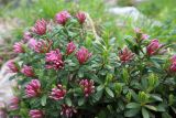 Daphne circassica
