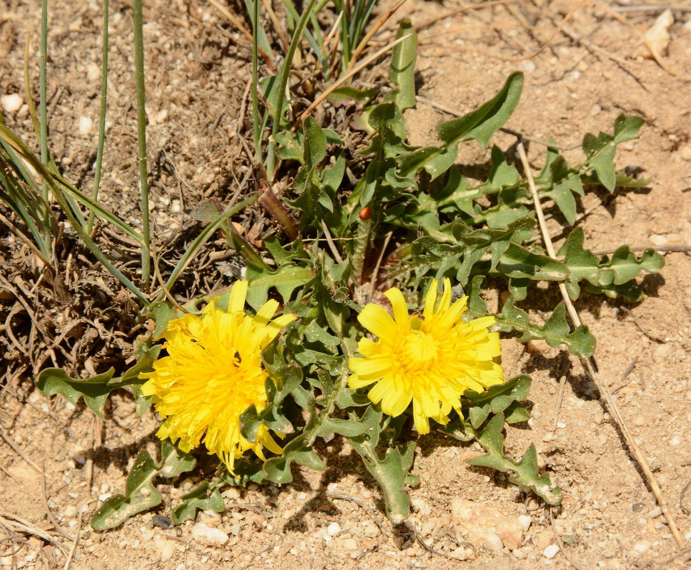 Изображение особи род Taraxacum.