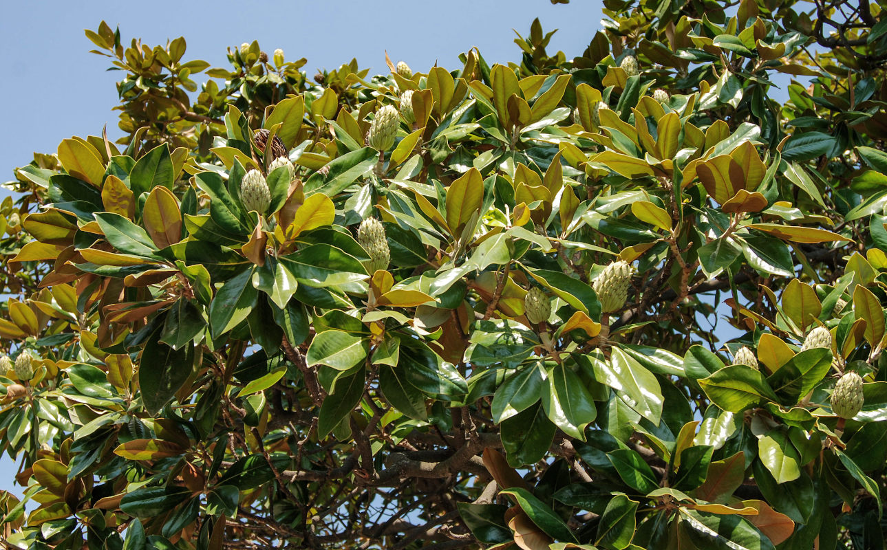 Изображение особи Magnolia grandiflora.