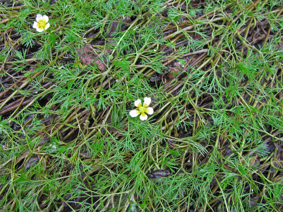 Image of Ranunculus trichophyllus specimen.