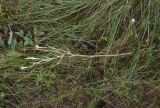 Tragopogon dubius ssp. major