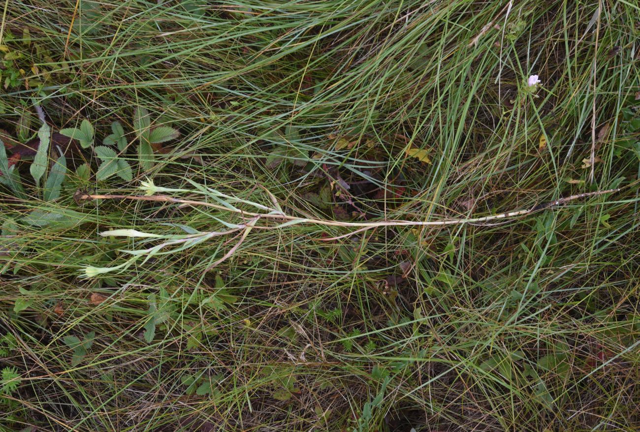 Image of Tragopogon dubius ssp. major specimen.