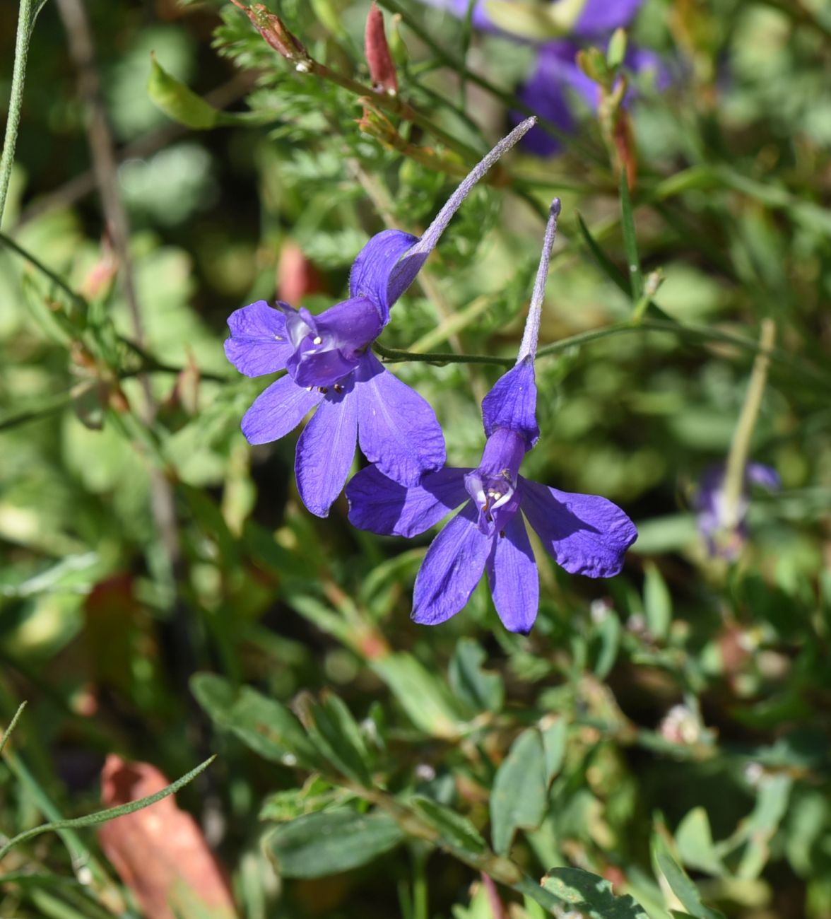 Image of Delphinium consolida specimen.