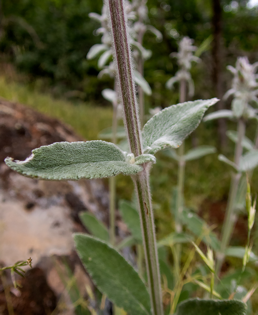 Image of Stachys cretica specimen.