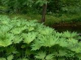 род Petasites
