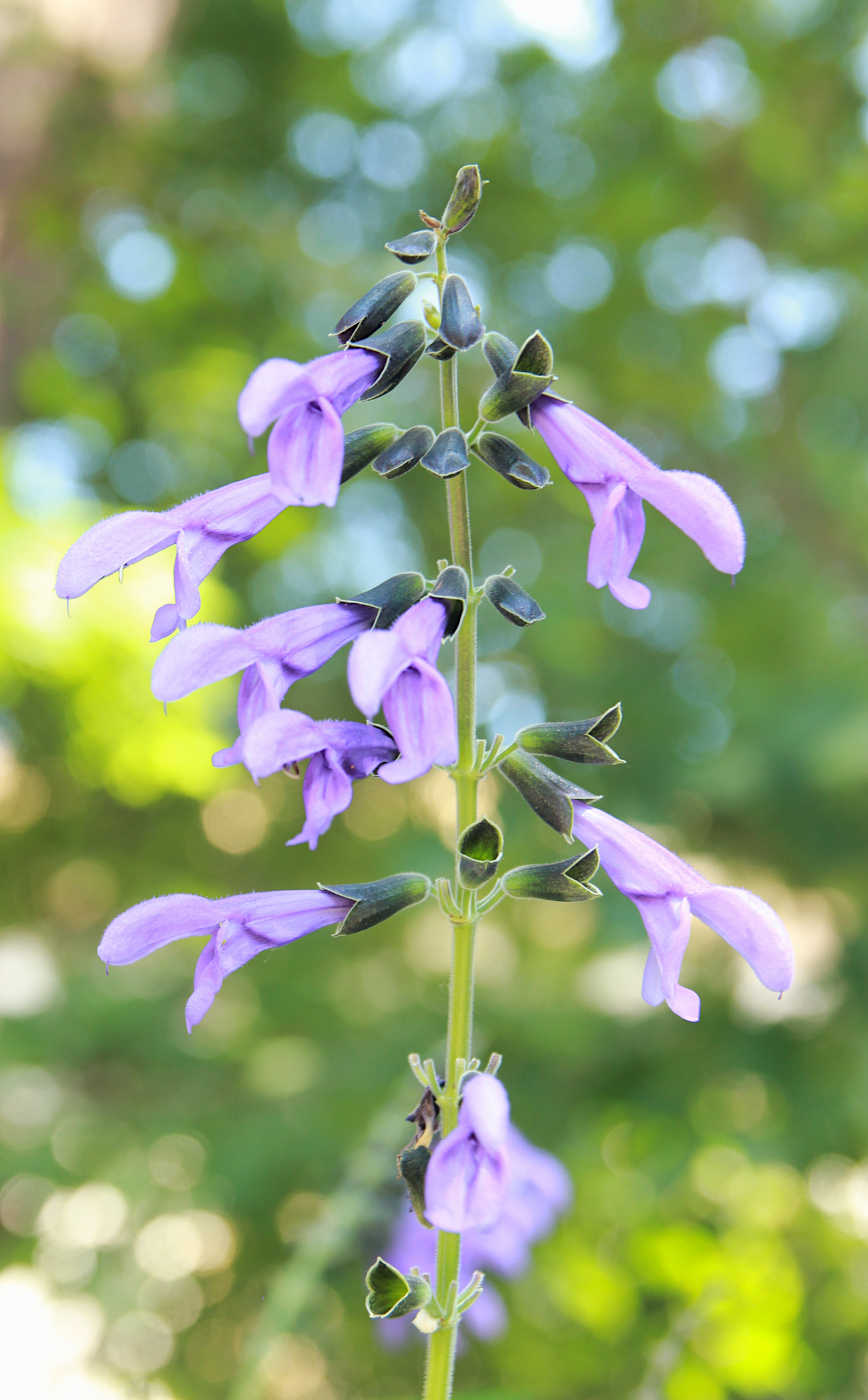Image of Salvia guaranitica specimen.