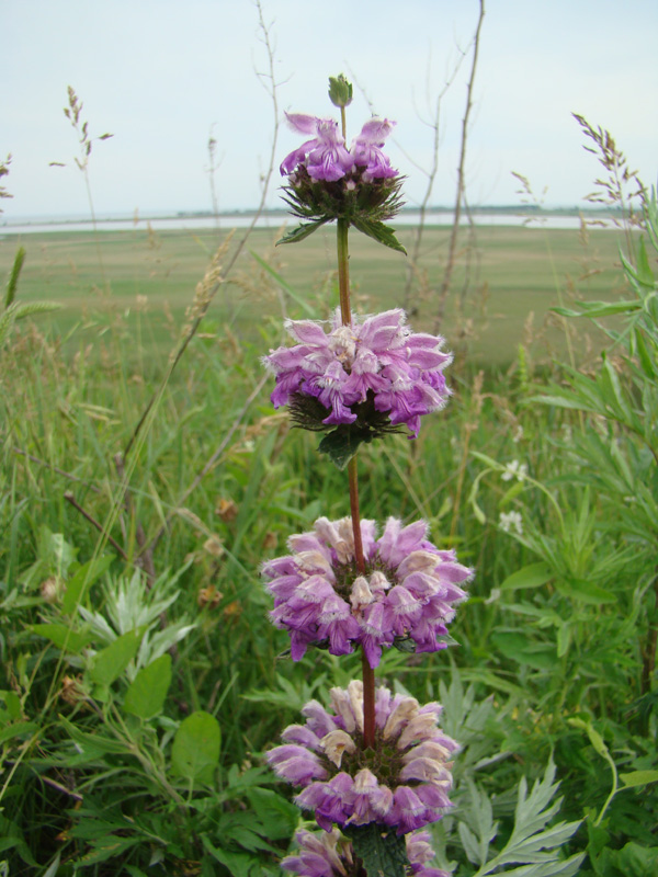 Image of Phlomoides hybrida specimen.
