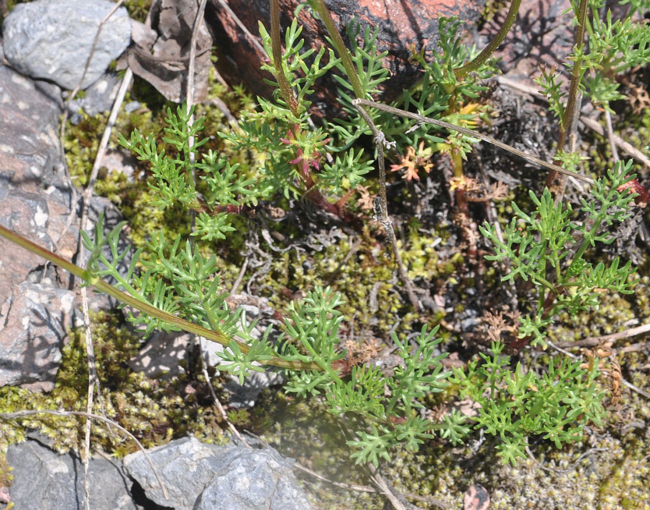 Изображение особи Pyrethrum dolomiticum.