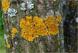 Xanthoria parietina