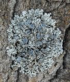 Physcia stellaris