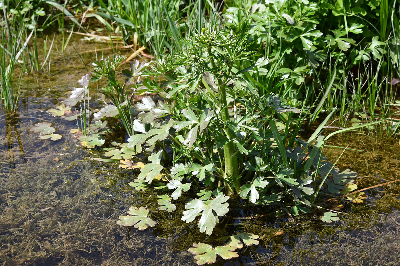 Image of Ranunculus sceleratus specimen.
