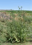 Dipsacus laciniatus
