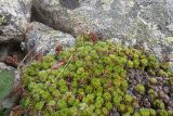 genus Saxifraga