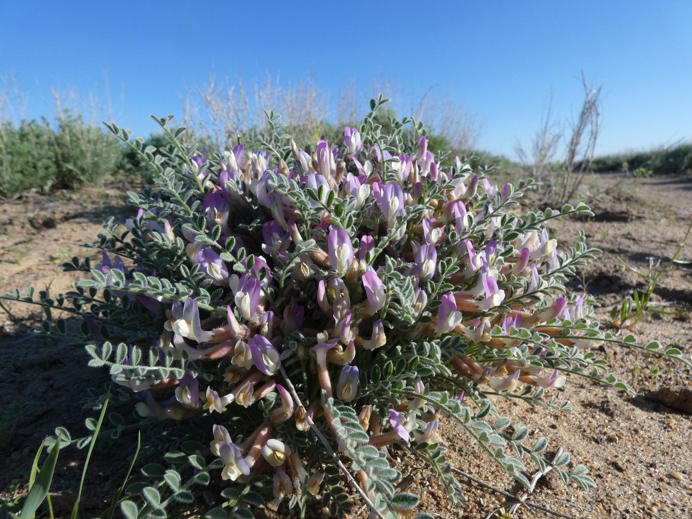 Image of Astragalus lasiophyllus specimen.