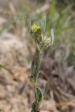 Melilotoides brachycarpa