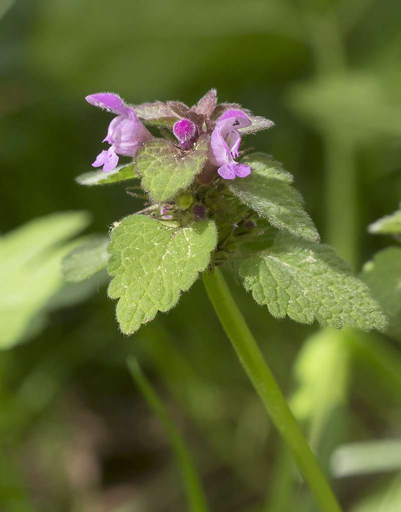 Image of Lamium purpureum specimen.